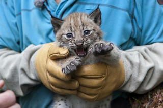 Illustration for article titled ZOMG BABY LYNX CUBS!!!